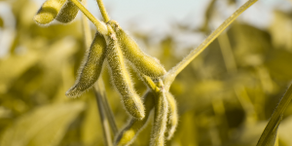 field of soybeans